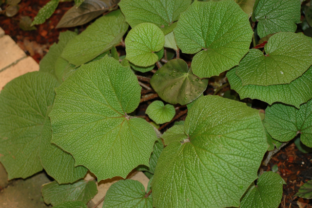 B. paleata